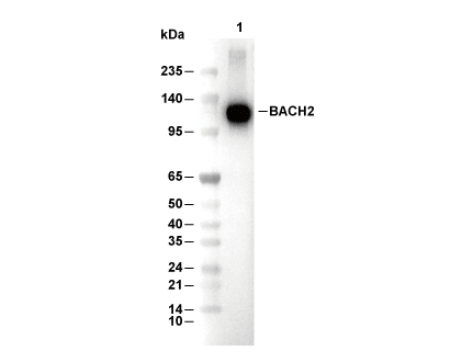 F6735-wb.gif