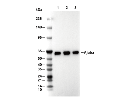 F6869-wb.gif
