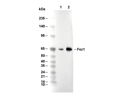 F6880-wb.gif