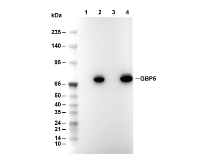 F6941-wb.gif