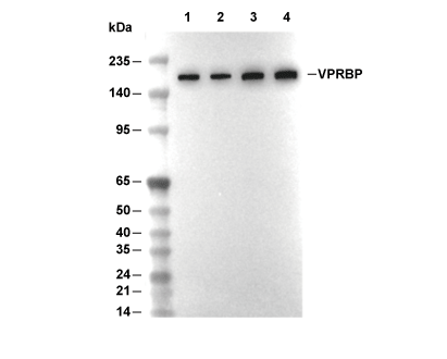 F6968-wb.gif