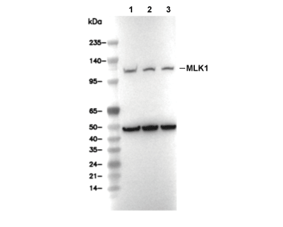 F6973-wb.gif