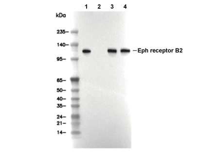 F7141-wb.gif