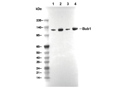 F7291-wb.gif