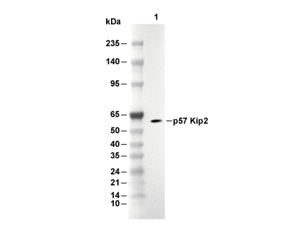 F7318-wb.gif