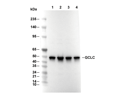 F7341-wb.gif
