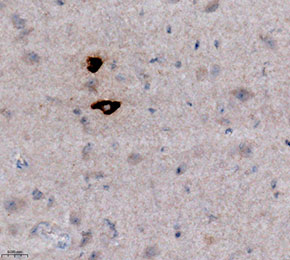 F8328-IHC1.jpg