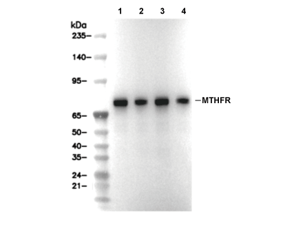 F8528-wb.gif