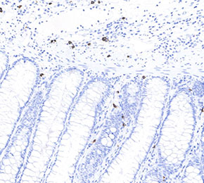 F8677-IHC1.jpg