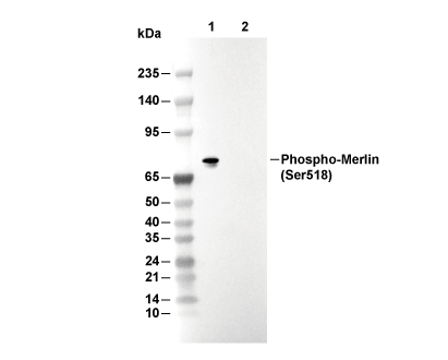 F8979-wb.gif