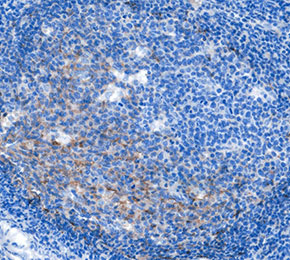 F9578-IHC1.jpg
