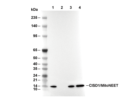 F9637-wb.gif