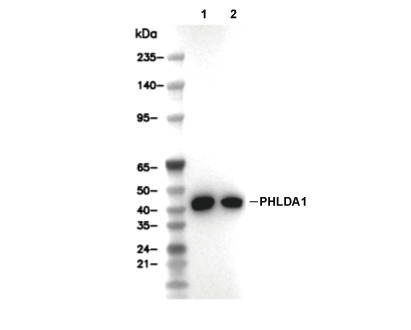 F9793-wb.gif