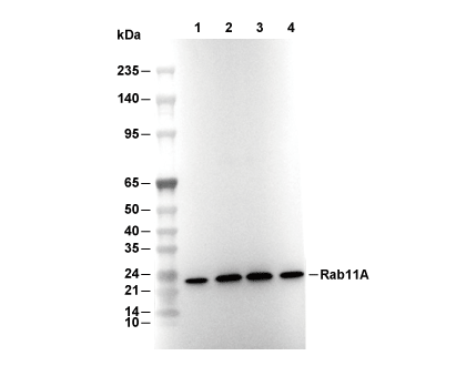 F9796-wb.gif