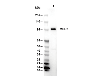 F9896-wb.gif