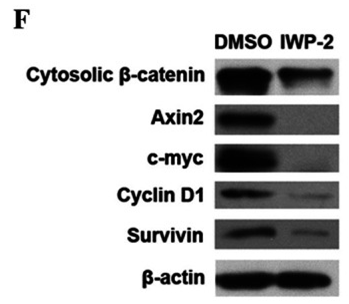 Iwp2 Target IWP-2 | Wnt/beta-catenin 抑制剂 | 100+篇文献引用 | 国内现货 | Selleck中国