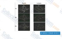 
        
            Linifanib (ABT-869) | 购买VEGFR 抑制剂 - Selleck
        
