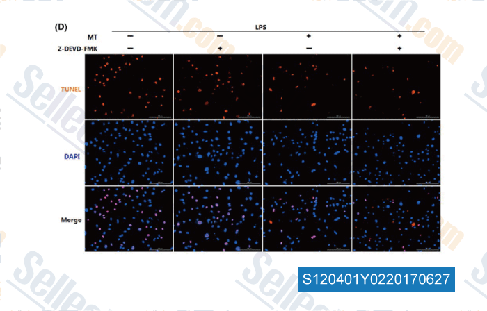 tunel staining of treated adipocytes and flow cytometry analysis