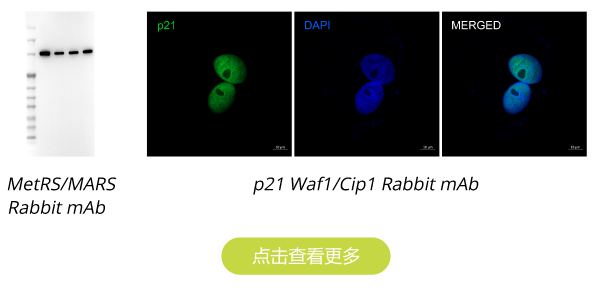 一抗新产品